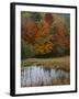 Forest and Pond in Autumn, North Landgrove, Vermont, USA-Scott T^ Smith-Framed Photographic Print