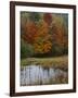 Forest and Pond in Autumn, North Landgrove, Vermont, USA-Scott T^ Smith-Framed Photographic Print