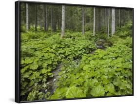 Forest at Krimml, Gerlos Pass, Pinzgau, Salzburg, Austria-Rainer Mirau-Framed Photographic Print