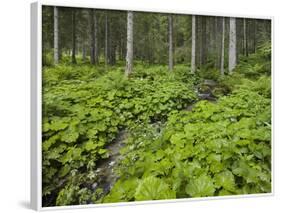 Forest at Krimml, Gerlos Pass, Pinzgau, Salzburg, Austria-Rainer Mirau-Framed Photographic Print