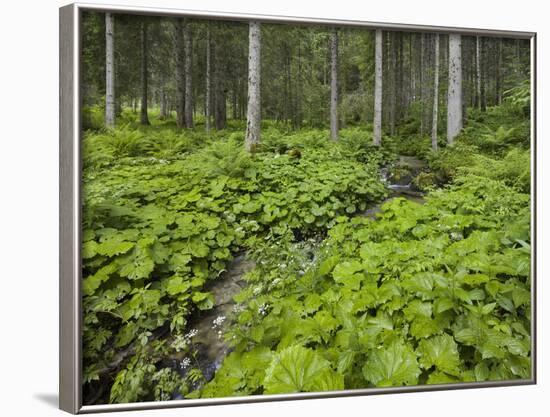 Forest at Krimml, Gerlos Pass, Pinzgau, Salzburg, Austria-Rainer Mirau-Framed Photographic Print