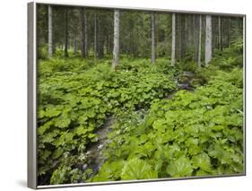 Forest at Krimml, Gerlos Pass, Pinzgau, Salzburg, Austria-Rainer Mirau-Framed Photographic Print