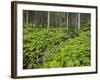 Forest at Krimml, Gerlos Pass, Pinzgau, Salzburg, Austria-Rainer Mirau-Framed Photographic Print