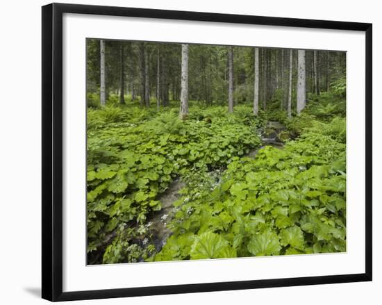 Forest at Krimml, Gerlos Pass, Pinzgau, Salzburg, Austria-Rainer Mirau-Framed Photographic Print