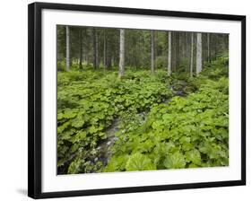 Forest at Krimml, Gerlos Pass, Pinzgau, Salzburg, Austria-Rainer Mirau-Framed Photographic Print