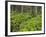 Forest at Krimml, Gerlos Pass, Pinzgau, Salzburg, Austria-Rainer Mirau-Framed Photographic Print