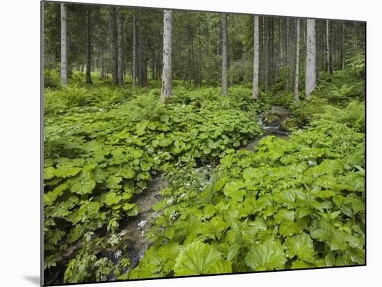 Forest at Krimml, Gerlos Pass, Pinzgau, Salzburg, Austria-Rainer Mirau-Mounted Photographic Print