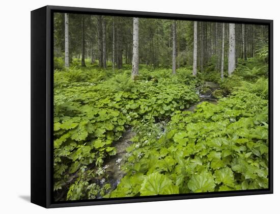 Forest at Krimml, Gerlos Pass, Pinzgau, Salzburg, Austria-Rainer Mirau-Framed Stretched Canvas