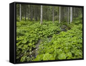 Forest at Krimml, Gerlos Pass, Pinzgau, Salzburg, Austria-Rainer Mirau-Framed Stretched Canvas