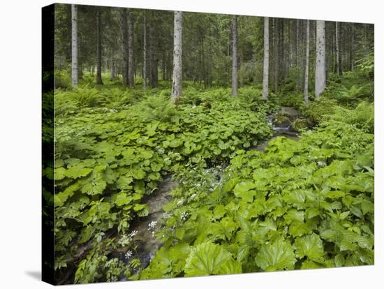 Forest at Krimml, Gerlos Pass, Pinzgau, Salzburg, Austria-Rainer Mirau-Stretched Canvas