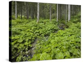 Forest at Krimml, Gerlos Pass, Pinzgau, Salzburg, Austria-Rainer Mirau-Stretched Canvas