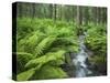 Forest at Krimml, Gerlos Pass, Pinzgau, Salzburg, Austria-Rainer Mirau-Stretched Canvas