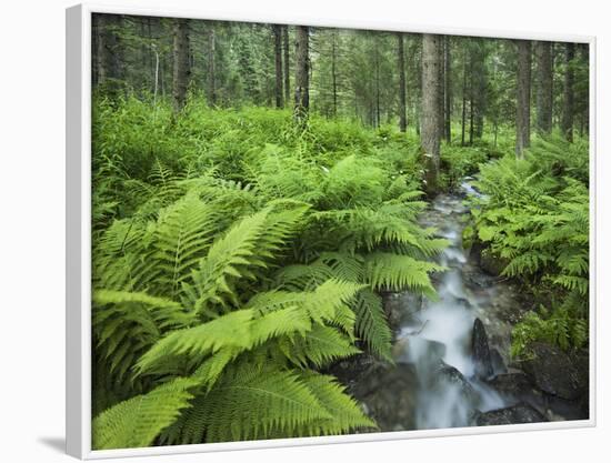 Forest at Krimml, Gerlos Pass, Pinzgau, Salzburg, Austria-Rainer Mirau-Framed Photographic Print