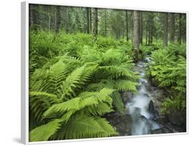 Forest at Krimml, Gerlos Pass, Pinzgau, Salzburg, Austria-Rainer Mirau-Framed Photographic Print