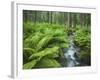 Forest at Krimml, Gerlos Pass, Pinzgau, Salzburg, Austria-Rainer Mirau-Framed Photographic Print