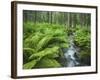 Forest at Krimml, Gerlos Pass, Pinzgau, Salzburg, Austria-Rainer Mirau-Framed Photographic Print