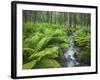 Forest at Krimml, Gerlos Pass, Pinzgau, Salzburg, Austria-Rainer Mirau-Framed Photographic Print