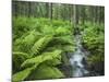 Forest at Krimml, Gerlos Pass, Pinzgau, Salzburg, Austria-Rainer Mirau-Mounted Photographic Print