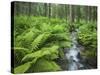 Forest at Krimml, Gerlos Pass, Pinzgau, Salzburg, Austria-Rainer Mirau-Stretched Canvas