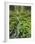 Forest at Krimml, Gerlos Pass, Pinzgau, Salzburg, Austria-Rainer Mirau-Framed Photographic Print