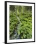 Forest at Krimml, Gerlos Pass, Pinzgau, Salzburg, Austria-Rainer Mirau-Framed Photographic Print