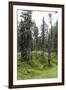 Forest at the Bottom of the Sas Dla Crusc, St. Leonhard Close Abtei, South Tyrol, Italy, Europe-Gerhard Wild-Framed Photographic Print