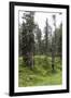 Forest at the Bottom of the Sas Dla Crusc, St. Leonhard Close Abtei, South Tyrol, Italy, Europe-Gerhard Wild-Framed Photographic Print