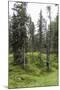 Forest at the Bottom of the Sas Dla Crusc, St. Leonhard Close Abtei, South Tyrol, Italy, Europe-Gerhard Wild-Mounted Photographic Print