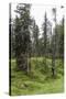 Forest at the Bottom of the Sas Dla Crusc, St. Leonhard Close Abtei, South Tyrol, Italy, Europe-Gerhard Wild-Stretched Canvas