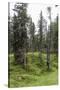 Forest at the Bottom of the Sas Dla Crusc, St. Leonhard Close Abtei, South Tyrol, Italy, Europe-Gerhard Wild-Stretched Canvas