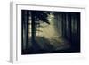 Forest Beam-David Baker-Framed Premium Photographic Print