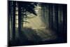 Forest Beam-David Baker-Mounted Premium Photographic Print