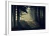 Forest Beam-David Baker-Framed Photographic Print