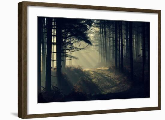 Forest Beam-David Baker-Framed Photographic Print