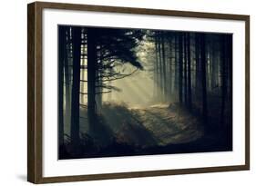 Forest Beam-David Baker-Framed Photographic Print