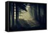 Forest Beam-David Baker-Framed Stretched Canvas