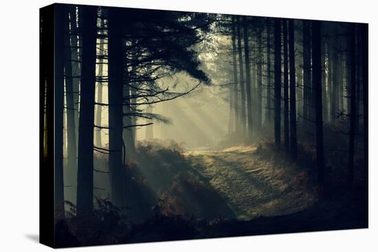 Forest Beam-David Baker-Stretched Canvas