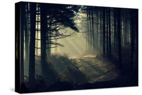 Forest Beam-David Baker-Stretched Canvas