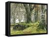 Forest, Beech Trees, Forest Soil, Moss, Autumn-Thonig-Framed Stretched Canvas