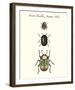 Forest Beetles-Maria Mendez-Framed Giclee Print