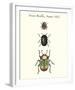 Forest Beetles-Maria Mendez-Framed Giclee Print