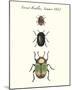 Forest Beetles-Maria Mendez-Mounted Giclee Print