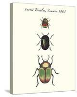 Forest Beetles-Maria Mendez-Stretched Canvas
