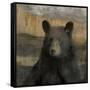 Forest Black Bear-Carol Robinson-Framed Stretched Canvas