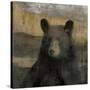 Forest Black Bear-Carol Robinson-Stretched Canvas