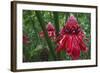 Forest Blooms, Asa Wright Natural Area, Trinidad-Ken Archer-Framed Photographic Print