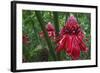 Forest Blooms, Asa Wright Natural Area, Trinidad-Ken Archer-Framed Photographic Print