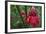 Forest Blooms, Asa Wright Natural Area, Trinidad-Ken Archer-Framed Photographic Print