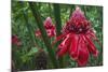 Forest Blooms, Asa Wright Natural Area, Trinidad-Ken Archer-Mounted Photographic Print
