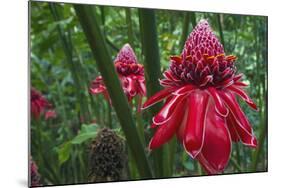 Forest Blooms, Asa Wright Natural Area, Trinidad-Ken Archer-Mounted Photographic Print